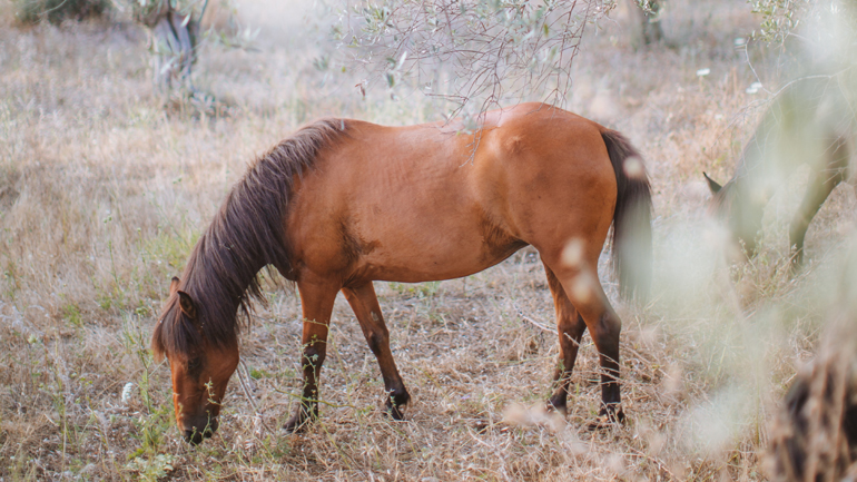 Συνελήφθη υπάλληλος Ιππικού Ομίλου που χτυπούσε άλογο με λάστιχο Συνελήφθη υπάλληλος Ιππικού Ομίλου που χτυπούσε άλογο με λάστιχο